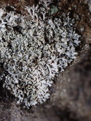 Physcia thomsoniana