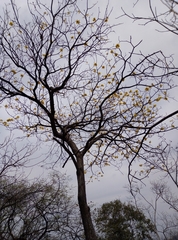 Handroanthus ochraceus