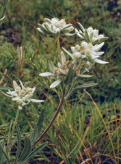 Leontopodium ochroleucum