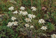 Leontopodium ochroleucum