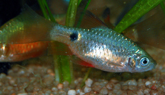 Rosy Barb photo 4