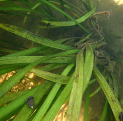 Sagittaria kurziana