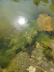 Ulvaceae