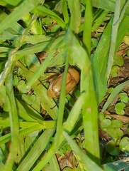 Cyclocephala putrida