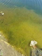 Ceratophyllaceae