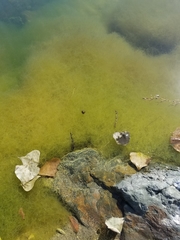 Ceratophyllaceae