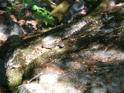 iNaturalist observation photo of Northern Pacific Rattlesnake