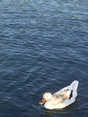 Anas platyrhynchos domesticus