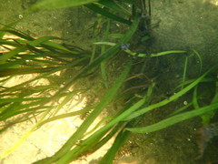 Sagittaria kurziana
