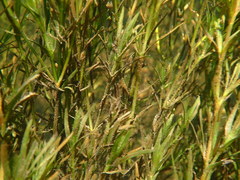 Najas guadalupensis