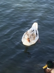 Anas platyrhynchos domesticus