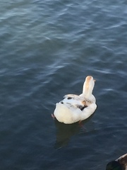 Anas platyrhynchos domesticus