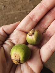 Ficus religiosa