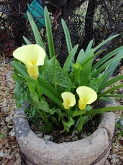 Zantedeschia elliottiana
