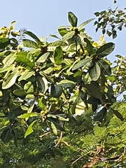 Ficus religiosa