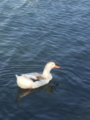 Anas platyrhynchos domesticus