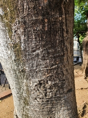 Ficus religiosa