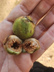 Ficus religiosa