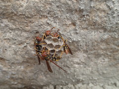 Polistes weyrauchorum