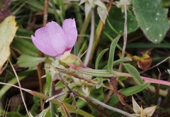 Clarkia prostrata