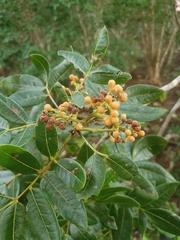 Zanthoxylum flavum