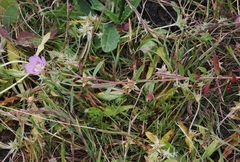 Clarkia prostrata