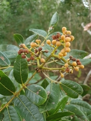 Zanthoxylum flavum