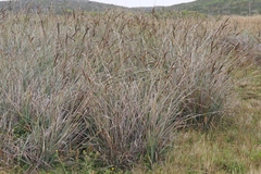 Carex spissa