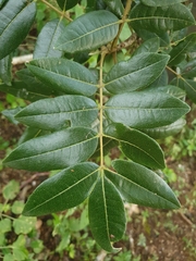 Zanthoxylum flavum