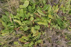 Sanicula maritima