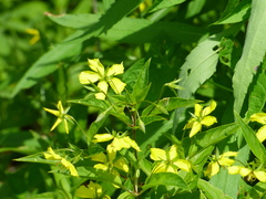 Lysimachia ciliata