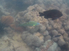 Halichoeres chrysotaenia