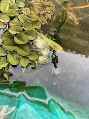 Salvinia molesta