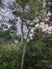 Ekmanianthe longiflora