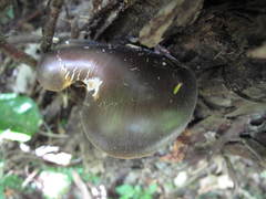 Pleurotus australis