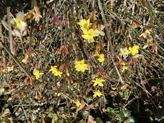 Jasminum nudiflorum