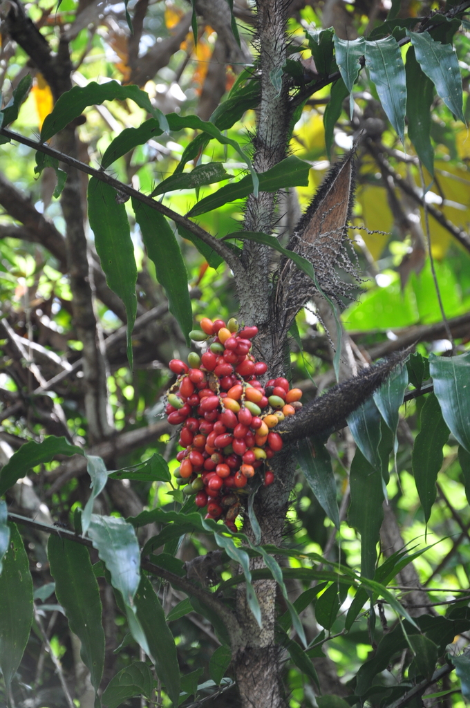 Desmoncus myriacanthos