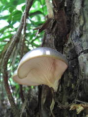 Pleurotus australis