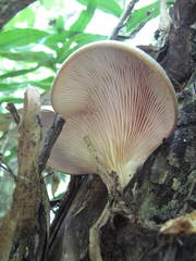 Pleurotus australis