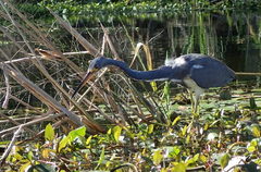 Egretta tricolor image