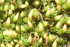 Schlotheimia ferruginea