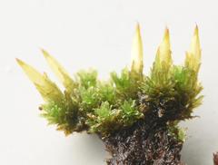 Schlotheimia ferruginea