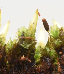 Schlotheimia ferruginea