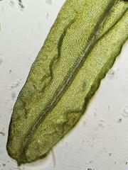 Schlotheimia ferruginea
