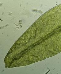 Schlotheimia ferruginea