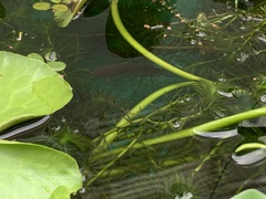 Trichopodus trichopterus