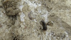 Lepisma