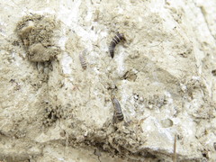 Lepisma