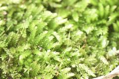 Sematophyllum