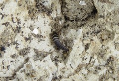 Lepisma
